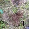 A-TUB SECT CEMENTERIO (23)