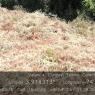 MANT-TANQUESLIMP (4)